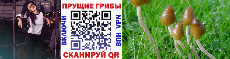 Купить  Советский  Псилоцибиновые грибы мицелий 
